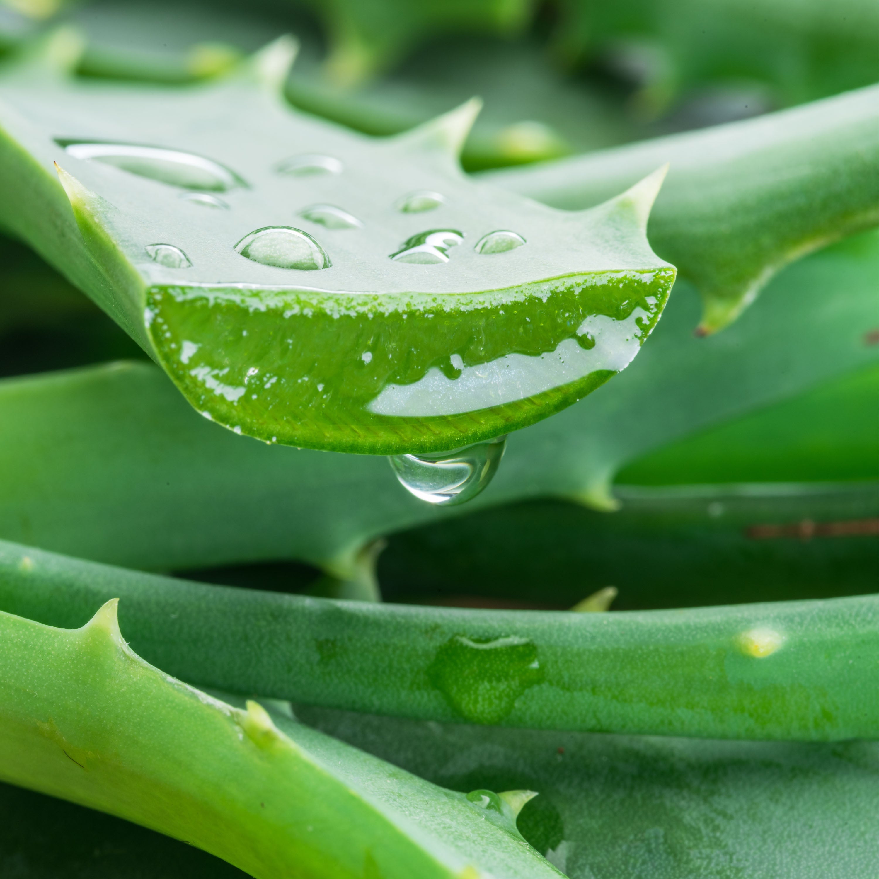 Aloe